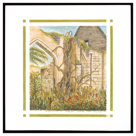 Ancient Wisteria in Ruins, Sudeley Castle